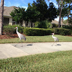 Florida Sandhill Crane