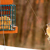 Tufted Titmouse (Gray-crusted morph)