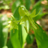 Blue-bead Lily