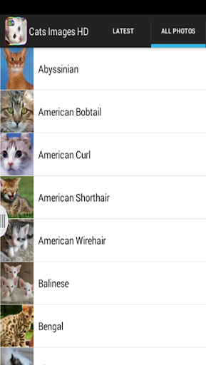 免費下載個人化APP|Cats  HD Wallpapers Galaxy S3 app開箱文|APP開箱王