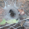 Common grass funnel-web spider
