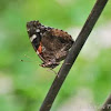 Red Admiral Butterfly