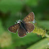 Sooty Copper