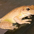 Cuban Treefrog