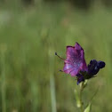 Purple Viper's Bugloss