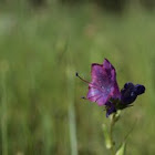 Purple Viper's Bugloss