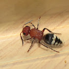 Velvet ant (female)