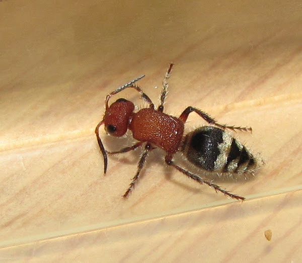 Velvet ant (female) Project Noah