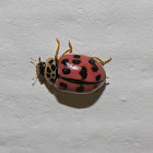 Poplar Ladybird