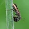 Assassin Bug (with Ladybird)