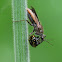 Assassin Bug (with Ladybird)