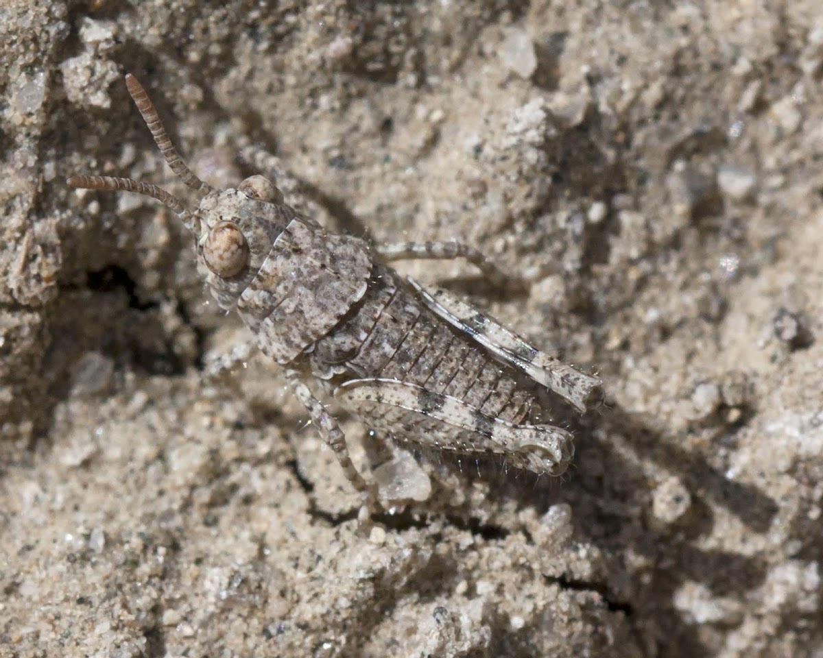 unknown grasshopper nymph