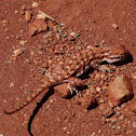 Western Netted Dragon