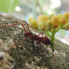 Cutter Ant