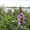 Marsh Woundwort or Marsh Hedgenettle