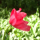 Tulip flower