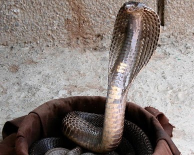 Cobra Wallpapers Screenshots 0