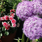 Flowering Onion and Deliah
