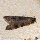 Rush Veneer Moth