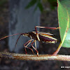 Common Gum Tree Shield Bug