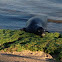 Hawaiian monk seal