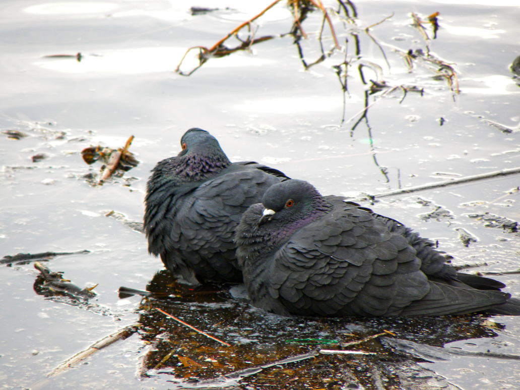 Rock Pigeon, Couple