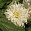 Dahlia hortensis