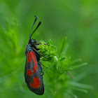 Red and black moth