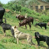 my dogs with ankole cattle