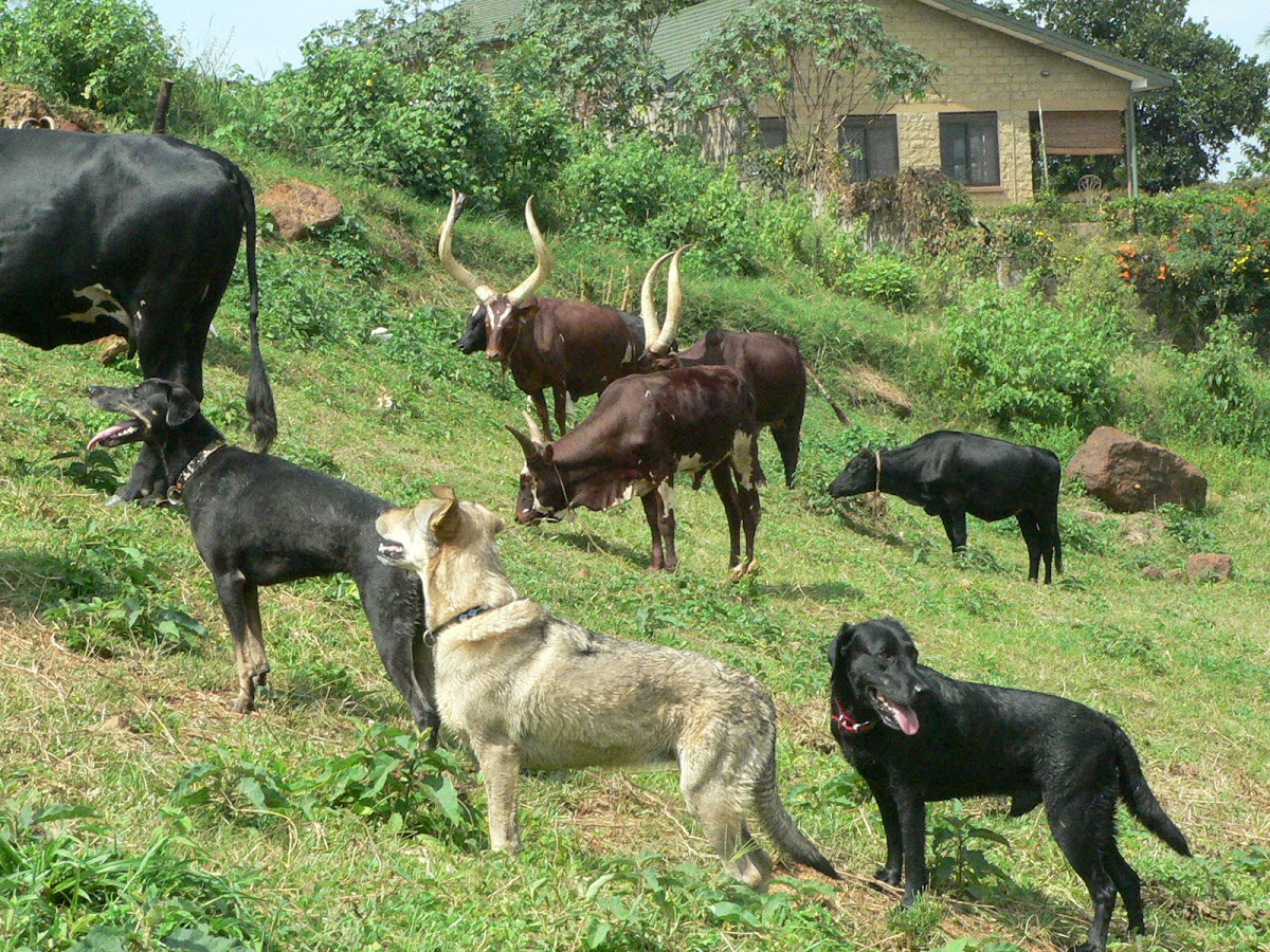 my dogs with ankole cattle