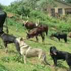 my dogs with ankole cattle