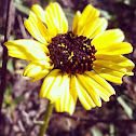 California sunflower