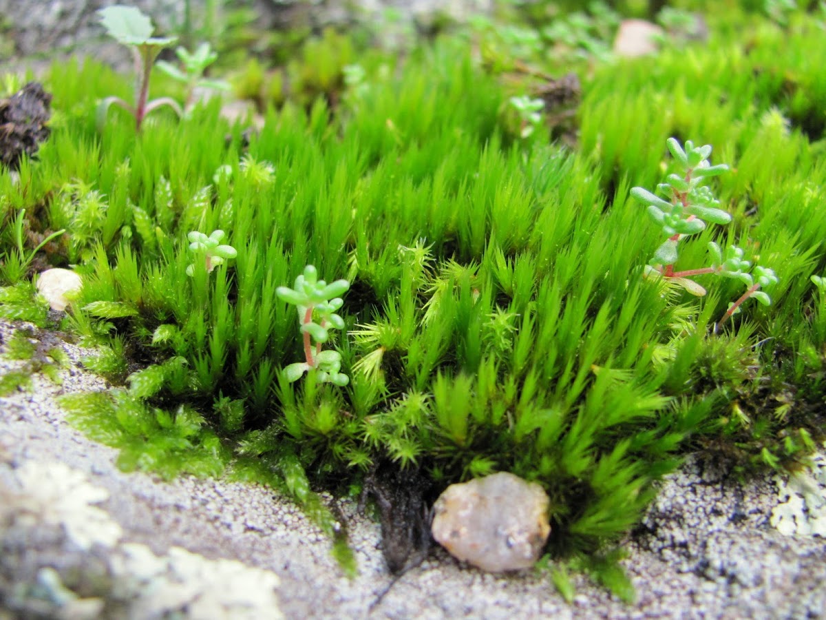 Broom moss Project Noah