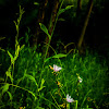 Pinkish Purple Flowers