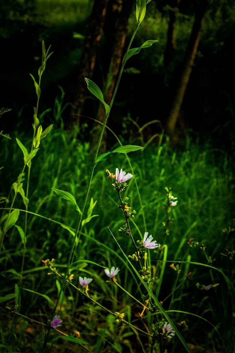 Pinkish Purple Flowers