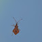 shield bug, Rhombenwanze