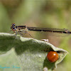 Pacific Forktail (Female)