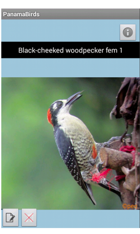 Panama Birds Field Guide Screen 2