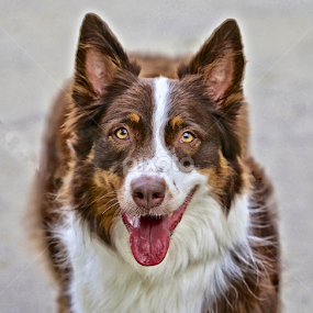 Australian Shepherd show dog by Sandy Scott - Animals - Dogs Portraits