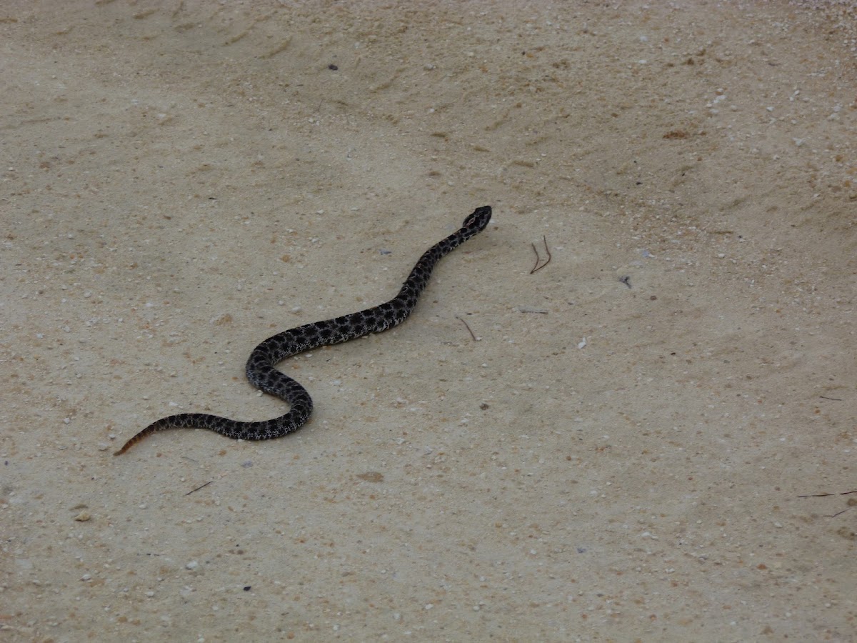 Pygmy rattle snake