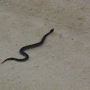 Pygmy rattle snake