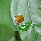 Golden Tortoise Beetle 龜金花蟲