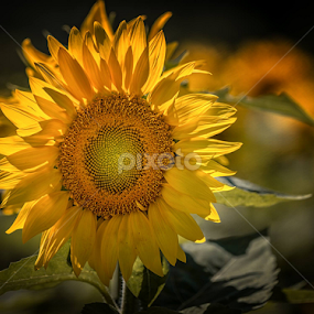 Summer Glow by Ruth Dennison - Flowers Single Flower