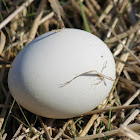 Canada goose egg