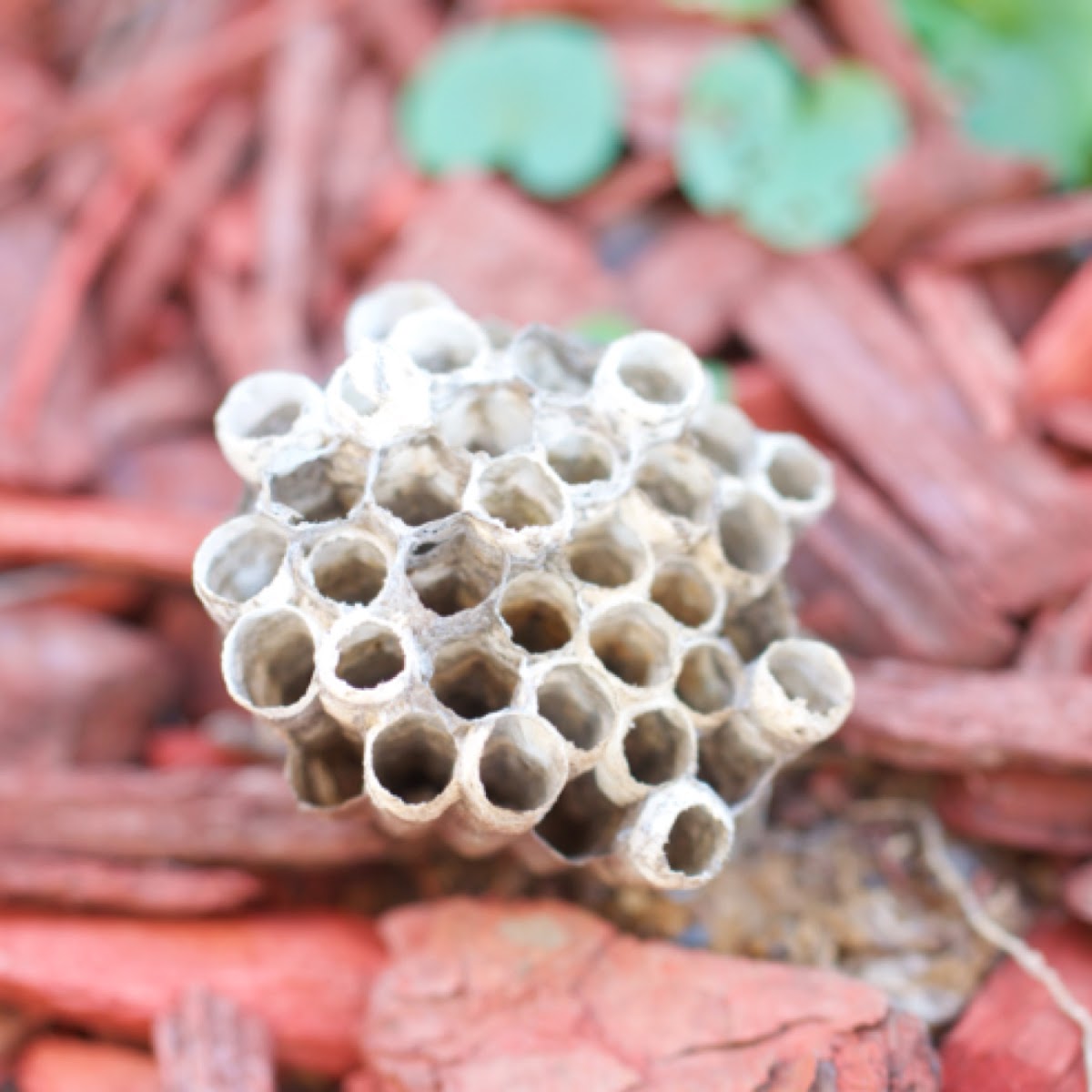Paper wasp hive