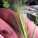 Seven-spotted Lady Beetle