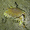 Spotted Moon Crab