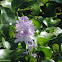 Water Hyacinth.