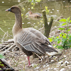 Bean Goose