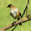 Striated Grassbird